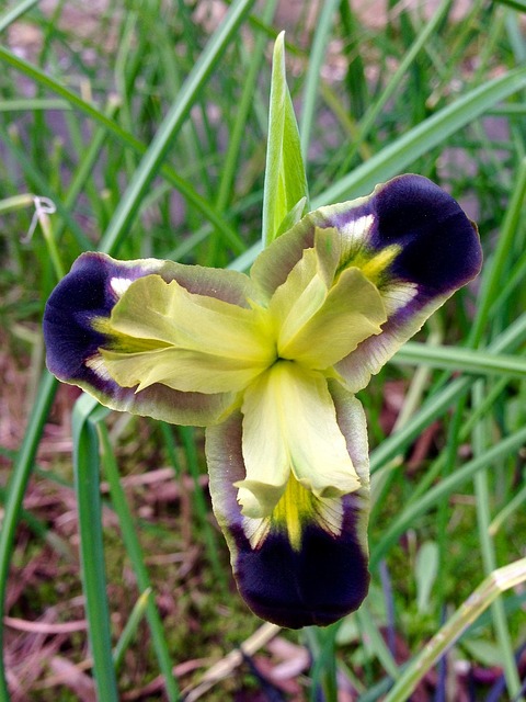 Free Iris Flower photo and picture