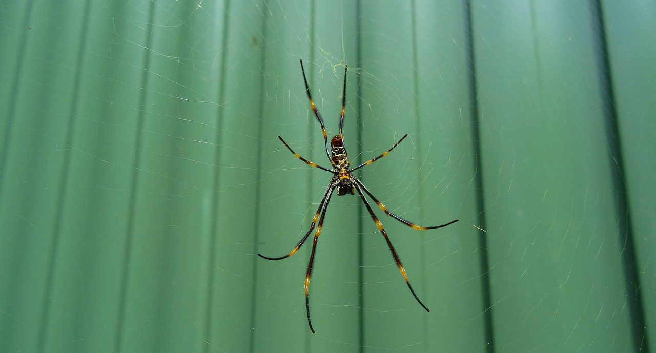 Araña Insecto De Cerca - Foto gratis en Pixabay - Pixabay