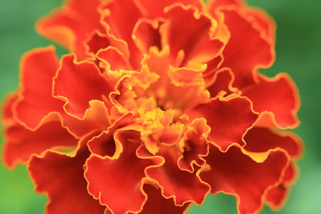 Free Marigold Flower photo and picture