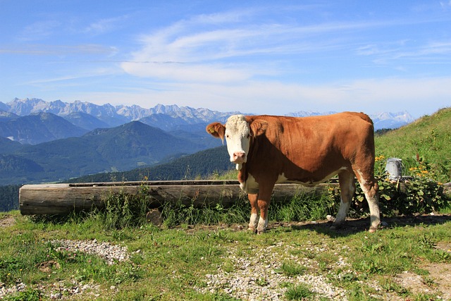 Wiese, Gras, Landschaft, Landwirtschaft