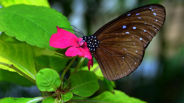Free Butterfly Brown photo and picture