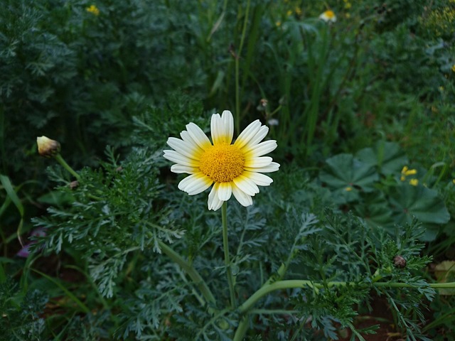 Free Nature Flora photo and picture