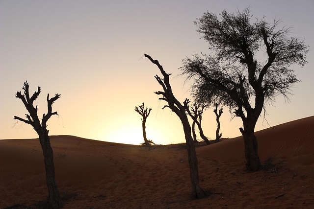 Árbol, Seco, Paisaje, Naturaleza