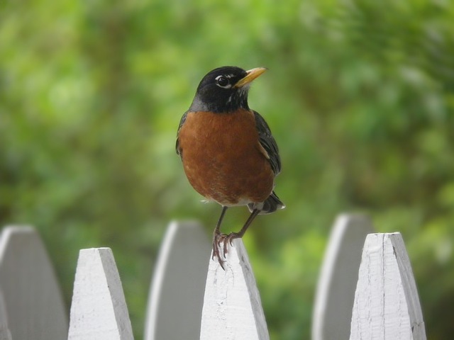 Free Robin Perched photo and picture