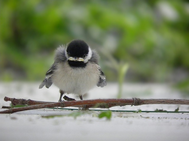 Free Chickadee Chick photo and picture