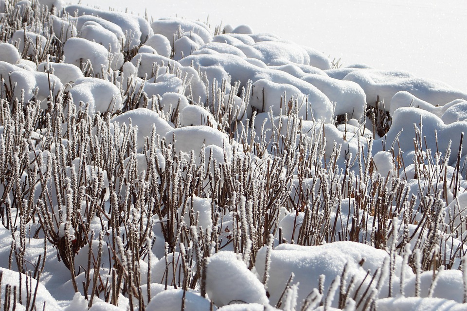 Кусты Зимой Фото