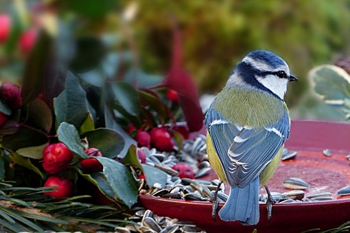 400 Free Bird Seed Bird Images Pixabay