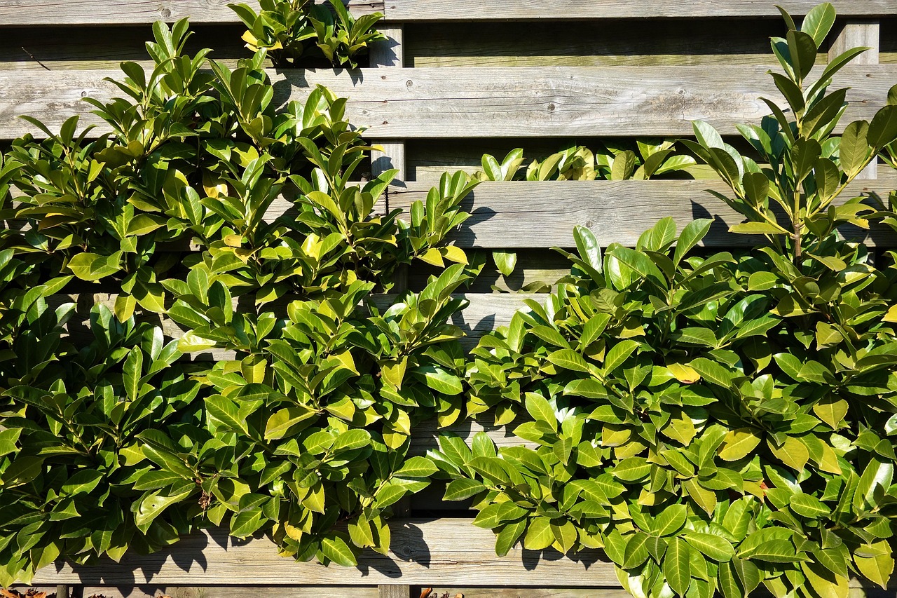 fence, wooden fence, plank, shrub, overgrown fence, foliage, covering
