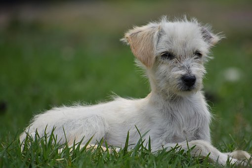 Canis Lupus Familiaris, Animalia, Vakker
