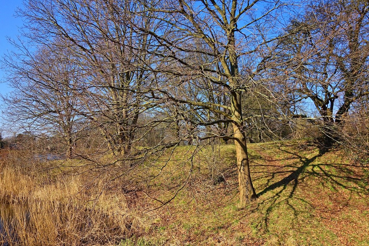 Download free HD stock image of Tree Bare Tree Free Tree Bare Tree photo and picture