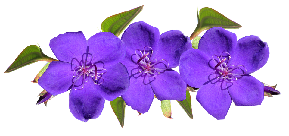 purple flowers arrangement free