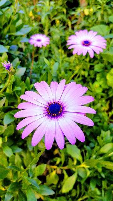 Free Flower Flora photo and picture