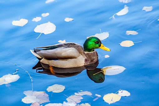 Free Nature Water photo and picture