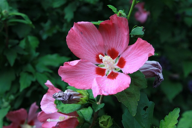 Blume, Pflanze, Blumen Hintergrund