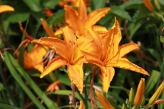 Blume, Pflanze, Natur, Garten, Blatt
