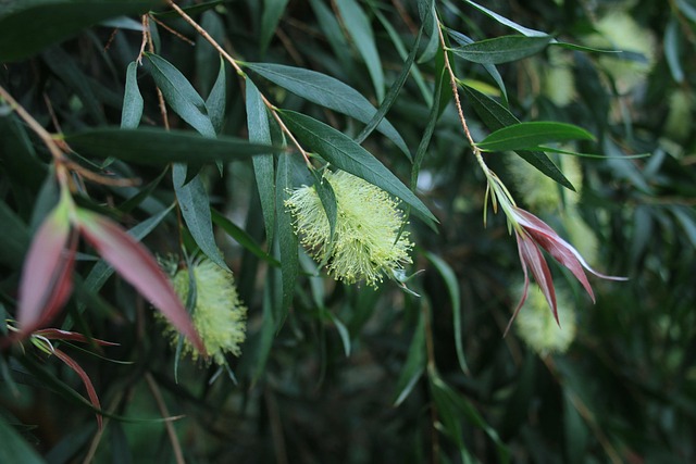 Free Callistemon Salignus photo and picture