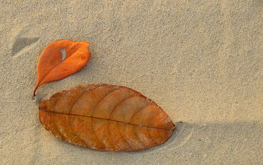 枯葉照片 下载免费图片 Pixabay