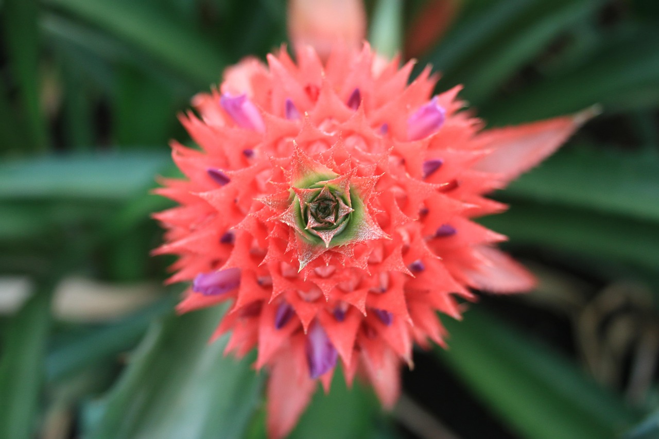 Más de 10 000 fotos de Piña Comosu y Piña gratis - Pixabay