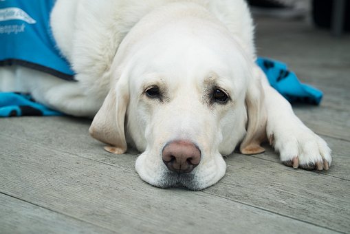 Chien, Mignon, Animal De Compagnie
