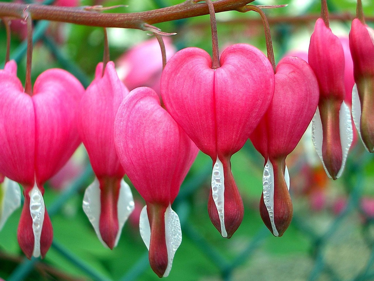 Natur Blume Blatt