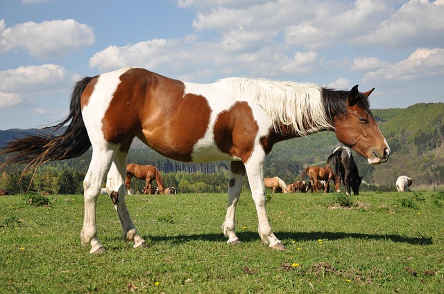 Free Horses Vápenka photo and picture