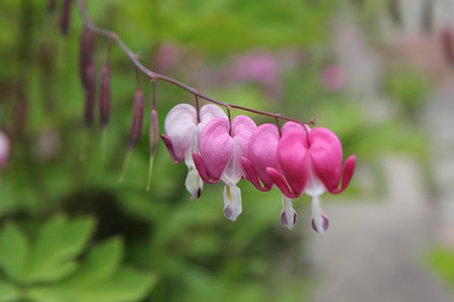 Free Nature Plant photo and picture