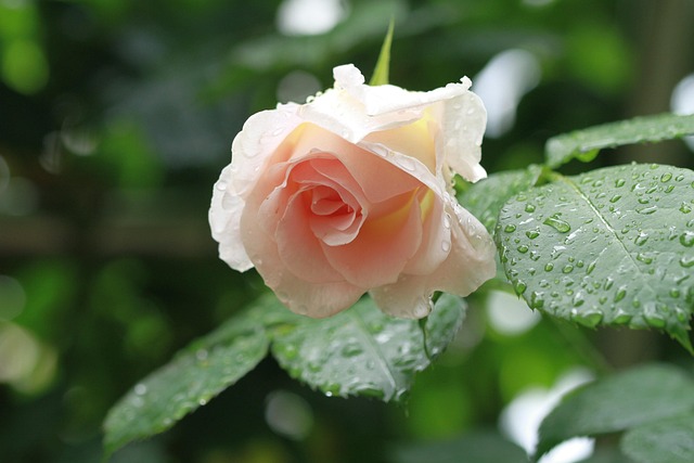 Free Flower Flower Background photo and picture