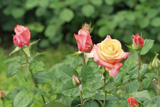 Free Flower Flower Background photo and picture