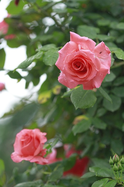 Free Flower Beautiful Flowers photo and picture