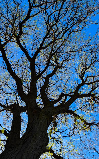 Free Tree Branch photo and picture