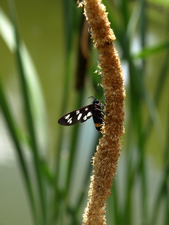 昆虫 自然 - Pixabay上的免费照片 - Pixabay