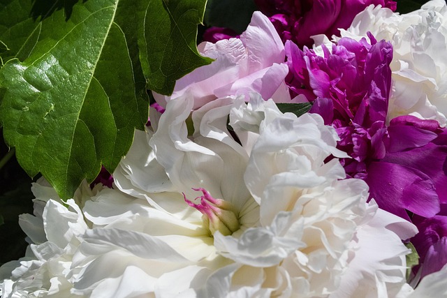 Free Flower Flora photo and picture