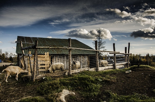 Agro-Industrien, Uden For, Dyr, Lade