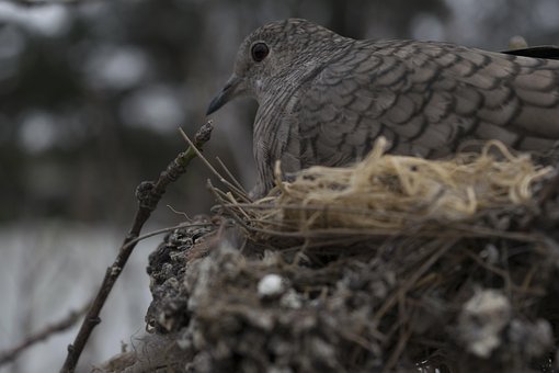 Fugler, Natur, Vilt Liv, Animalia