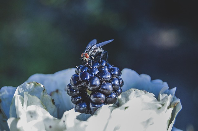 Free Nature Outdoors photo and picture