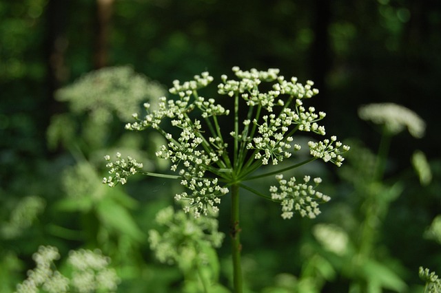 Free Nature Plant photo and picture