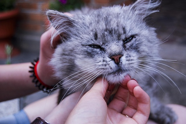 Free Cute Animals photo and picture