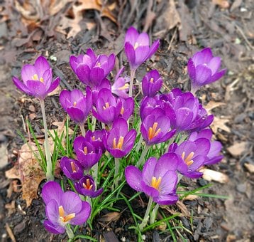 Free Crocus Flower illustration and picture