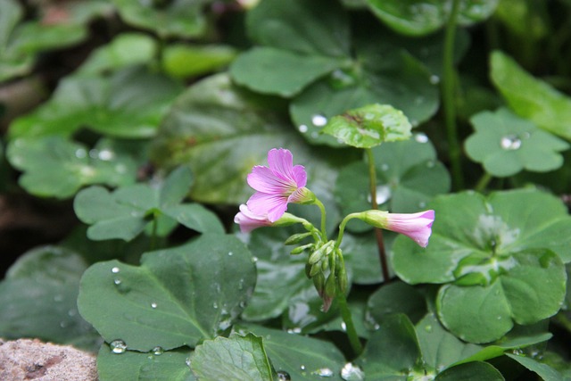 Free Flower Plant photo and picture