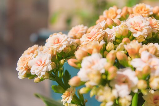 Free Flower Nature photo and picture