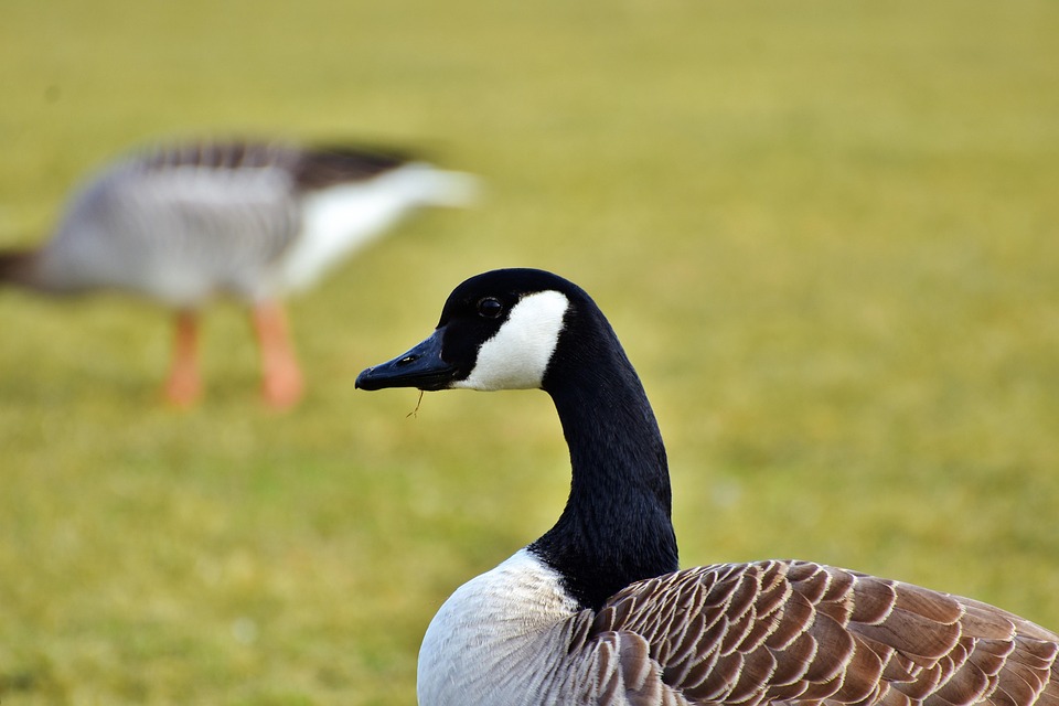 Goose Wild Water Bird Free Photo On Pixabay Goose Wild Water Bird Free Photo On Pixabay