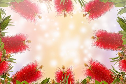 Bottle Brush Flower, Nature, Tree