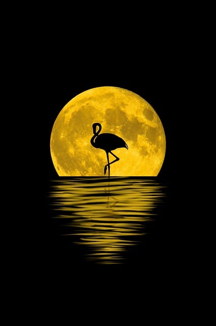 Free moon nature reflection illustration
