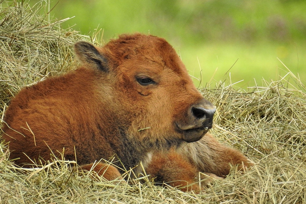 Grass - free online jigsaw puzzle photo