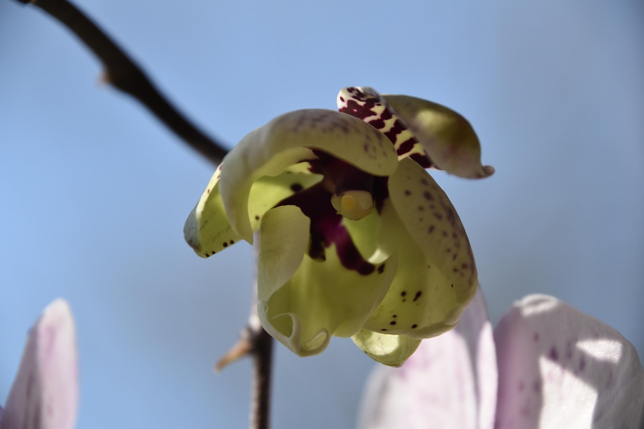 Plus de 100 images de Fleur Éclosion et de Éclosion - Pixabay