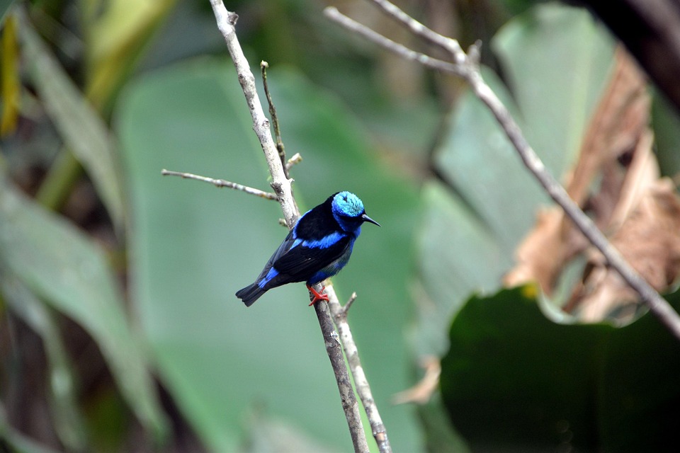 Nature Oiseau Faune En Plein - Photo gratuite sur Pixabay - Pixabay