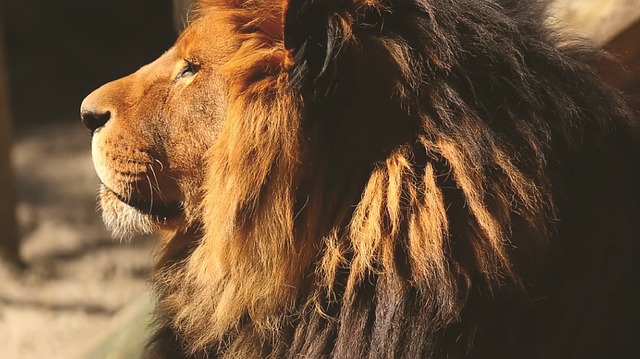 Mamífero Animal Pelagem Animais - Foto gratuita no Pixabay - Pixabay