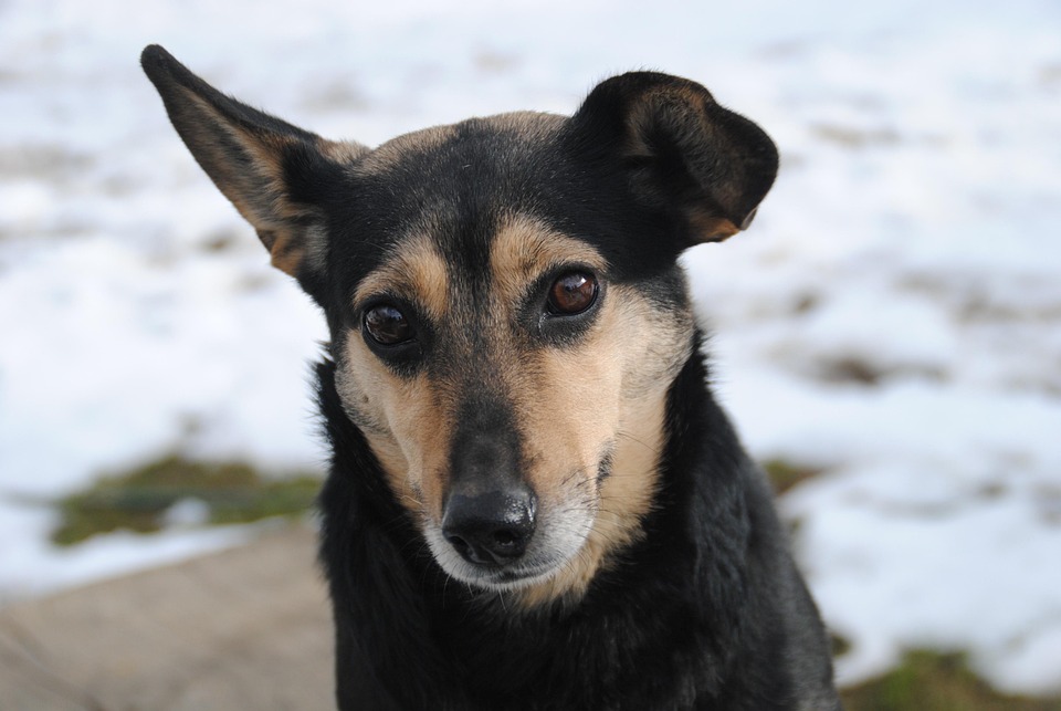 Hund, Frühling, Niedlich, Natur, Sitzender Hund, Tier