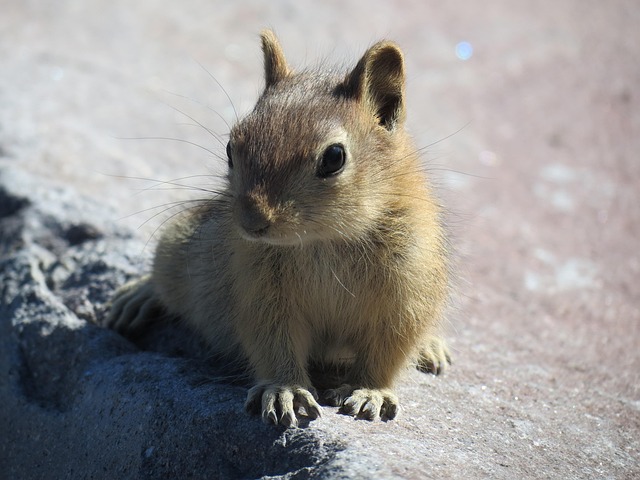 Free Rodent Mammal photo and picture