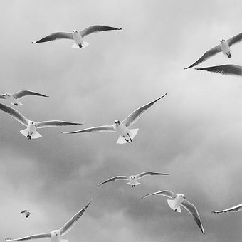 Free Bird Gull photo and picture